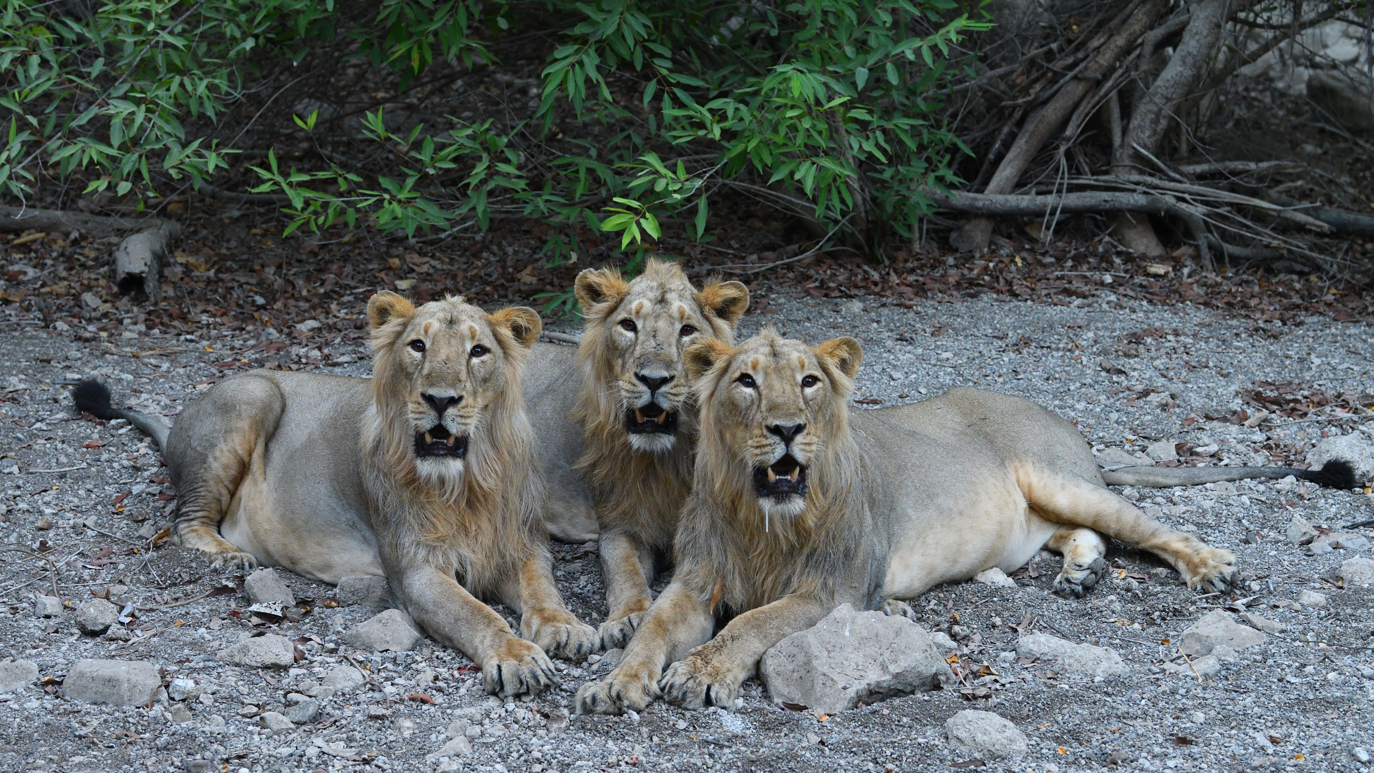 Bihar Online Booking  System